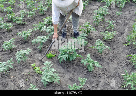 gardener pull up weeds with a hoe in the tomato plantation Stock Photo