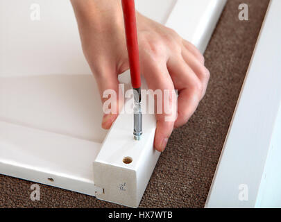 Assembling furniture in the home, screwing connecting dowels, using a Phillips screwdriver. White furniture panel. Stock Photo