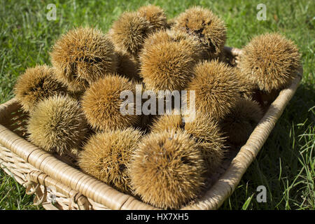 A wicker basket filled with many chestnut in their shells on a grass field Stock Photo