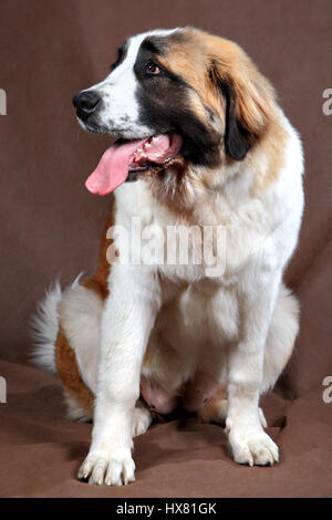 Pet, large purebred shaggy, long-haired female Saint Bernard dog, studio shot on a brown background. Stock Photo