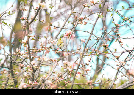 Japanese White-eye (Zosterops japonicus) on Cherry Blossom and sakura Stock Photo