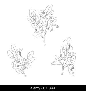 Set of isolated blueberry twigs with leaves. Blueberries painted black lines and filled with white. Hand drawn vector illustration. Stock Vector