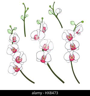 Set of isolated branches with blooming colorful orchids and buds on a white background drawn by hand. White Phalaenopsis with a bright pink color midw Stock Vector