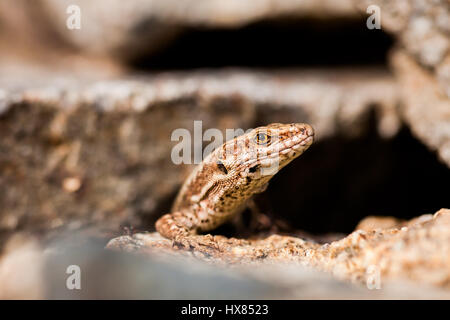Beautiful detailed lizard macro with shallow depth of field Stock Photo