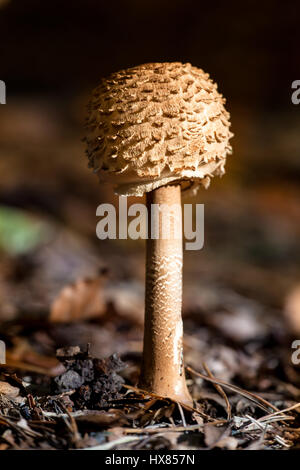 Wonderful shot of parasol mushroom with very nice lighting and shallow depth of field Stock Photo