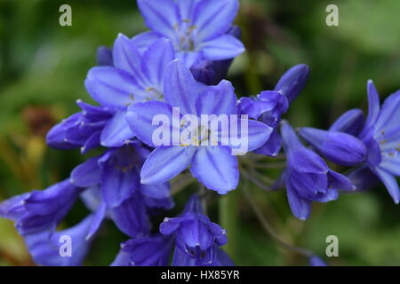 close up small blue flowers Stock Photo