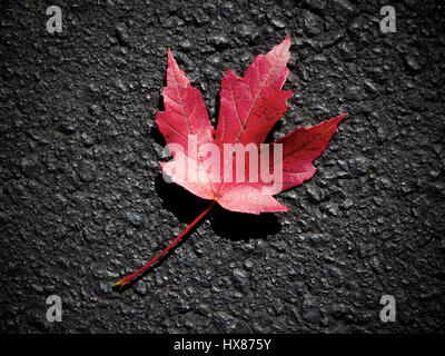 Single red maple leaf on asphalt Stock Photo