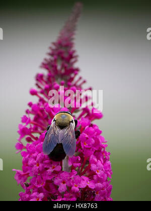 Bee feeding on blooms of butterfly bush Stock Photo