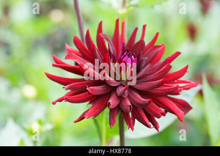 Dahlia Chat Noir flower. Stock Photo
