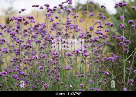 Verbena bonariensis. Argentinian vervain flowers. Stock Photo