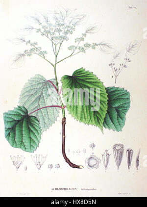 *Schizophragma hydrangeoides* (also known as Japanese hydrangea vine) is a species of flowering plant native to East Asia. It is known for its unique climbing habit and ornamental white flowers. Stock Photo