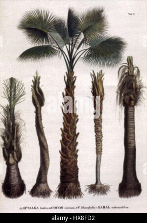 In his 1833 work 'Historia Naturalis Palmarum,' Karl Martius documents ...
