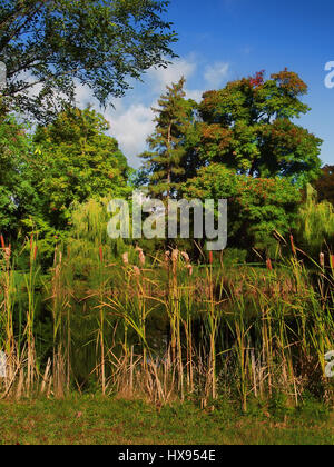 cattails growing bby a pond in early autumn Stock Photo