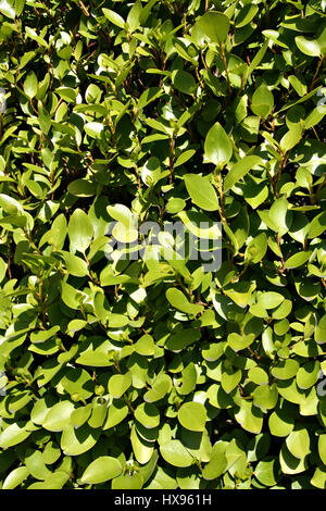 Popular Green garden bush / hedge Stock Photo