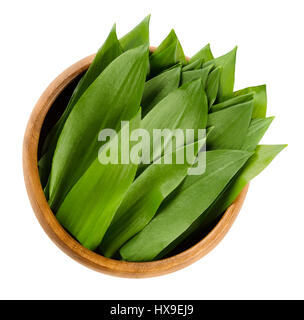 Ramsons in wooden bowl. Fresh leaves of Allium ursinum, also called buckrams, wild garlic or bear leek. Stock Photo