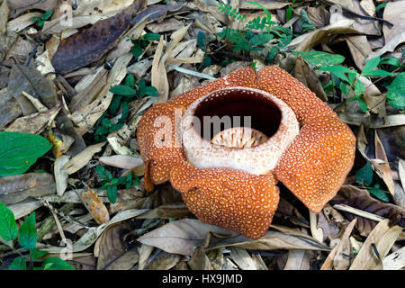 Rafflesia Keithii flower, world's largest flower in Kinabalu National Park, Sabah Borneo, Malaysia. Stock Photo