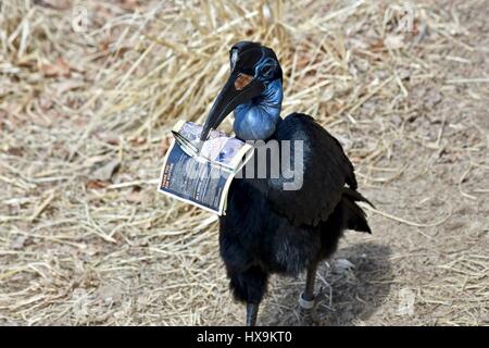 Baltimore, USA. 25th March 2017. A Northern Ground Hornbill (Bucorvus abyssinicus) carries around a zoo map after a park visitor drops a map in the exhibit. Photo Credit: Jeramey Lende/Alamy Live News Stock Photo