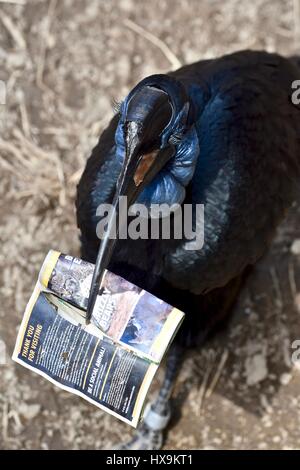 Baltimore, USA. 25th March 2017. A Northern Ground Hornbill (Bucorvus abyssinicus) carries around a zoo map after a park visitor drops a map in the exhibit. Photo Credit: Jeramey Lende/Alamy Live News Stock Photo