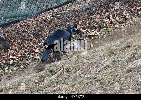 Baltimore, USA. 25th March 2017. A Northern Ground Hornbill (Bucorvus abyssinicus) carries around a zoo map after a park visitor drops a map in the exhibit. Photo Credit: Jeramey Lende/Alamy Live News Stock Photo