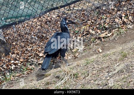 Baltimore, USA. 25th March 2017. A Northern Ground Hornbill (Bucorvus abyssinicus) carries around a zoo map after a park visitor drops a map in the exhibit. Photo Credit: Jeramey Lende/Alamy Live News Stock Photo