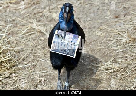 Baltimore, USA. 25th March 2017. A Northern Ground Hornbill (Bucorvus abyssinicus) carries around a zoo map after a park visitor drops a map in the exhibit. Photo Credit: Jeramey Lende/Alamy Live News Stock Photo
