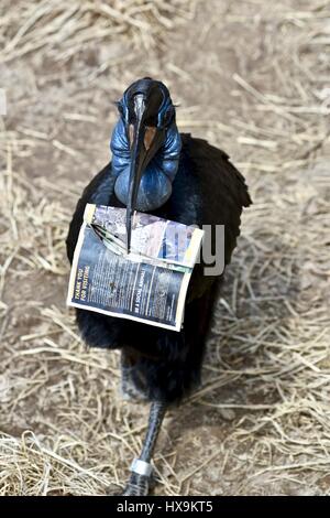 Baltimore, USA. 25th March 2017. A Northern Ground Hornbill (Bucorvus abyssinicus) carries around a zoo map after a park visitor drops a map in the exhibit. Photo Credit: Jeramey Lende/Alamy Live News Stock Photo