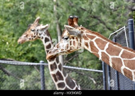 Baltimore, USA. 25th March 2017. Baby Willow the giraffe (Giraffa) enjoying a beautiful spring day with her mom at the Maryland Zoo. Photo Credit: Jeramey Lende/Alamy Live News Stock Photo