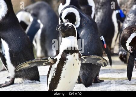 Baltimore, USA. 25th March 2017. African Penguins (Spheniscus demersus) enjoying a warm spring day at the Maryland Zoo. Photo Credit: Jeramey Lende/Alamy Live News Stock Photo