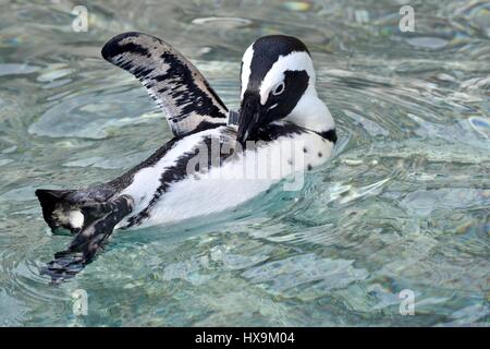 Baltimore, USA. 25th March 2017. African Penguins (Spheniscus demersus) enjoying a warm spring day at the Maryland Zoo. Photo Credit: Jeramey Lende/Alamy Live News Stock Photo