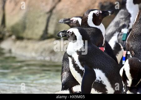 Baltimore, USA. 25th March 2017. African Penguins (Spheniscus demersus) enjoying a warm spring day at the Maryland Zoo. Photo Credit: Jeramey Lende/Alamy Live News Stock Photo