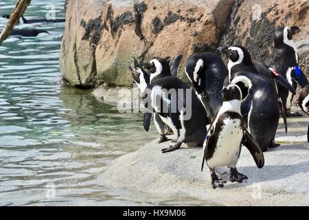 Baltimore, USA. 25th March 2017. African Penguins (Spheniscus demersus) enjoying a warm spring day at the Maryland Zoo. Photo Credit: Jeramey Lende/Alamy Live News Stock Photo