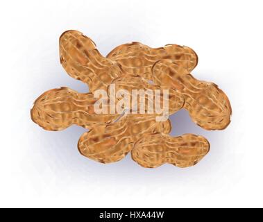 Peanuts with shells and without on white background Stock Vector