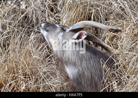 Lesser Kudu (Tragelaphus imberbis australis) laying in the tall grass Stock Photo