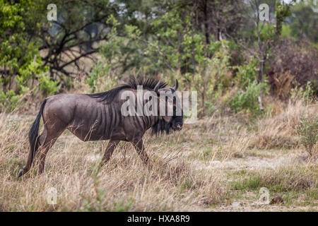 Lone Blue Wildebeest on the run. Stock Photo