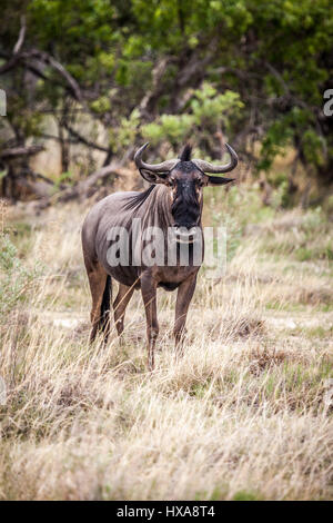 Lone Blue Wildebeest. Stock Photo