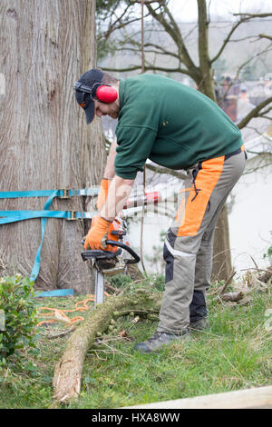 A tree surgeon cutting a branch on the ground having fallen off large tree due to storm damage holding a chainsaw Stock Photo