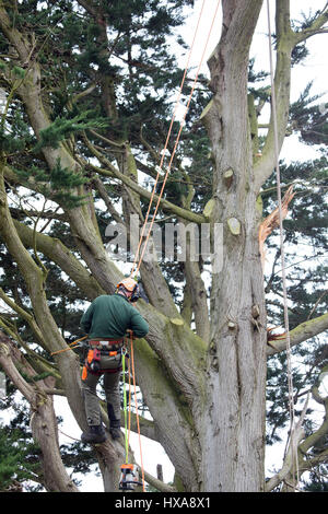 A tree surgeon harnessed to a large tree in a garden cutting off large branches to make ready to fell the whole tree in Flintshire, Wales Stock Photo