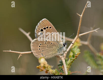 Paphos Blue - Glaucopsyche paphos Endemic Cyprus Butterfly Stock Photo