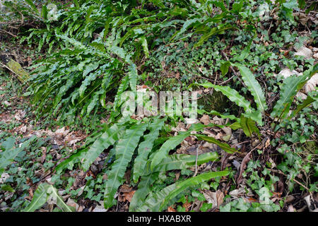 Hart's Tongue Fern - Asplenium scolopendrium Bank of ferns in Woodland Stock Photo