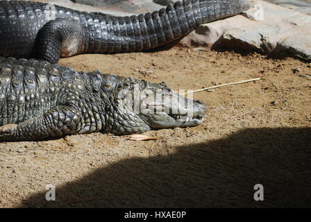 Crocodile (Caiman crocodilus) adult on the sand. Stock Photo