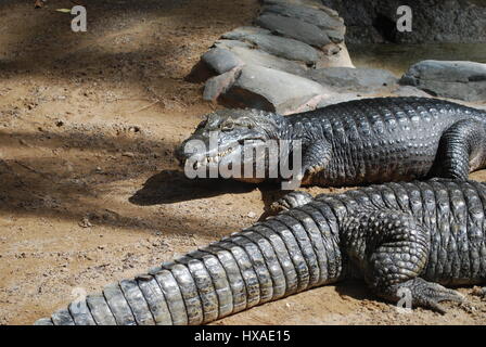 Crocodile (Caiman crocodilus) adult on the sand. Stock Photo