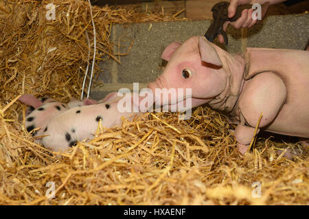 Babe the sheep pig puppet meets real live lambs and piglets down on the farm, press shoot for Wyvern Theatre where the show will be staged. Stock Photo