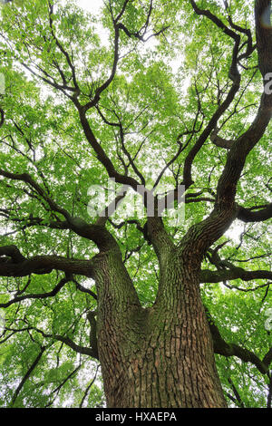 A big tree with luxuriant foliage Stock Photo