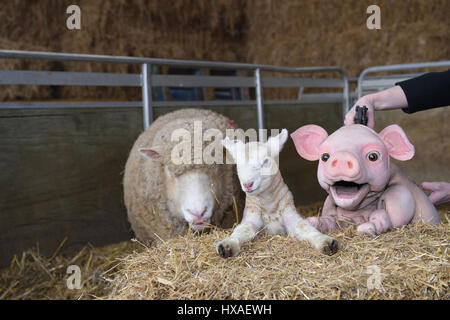 Babe the sheep pig puppet meets real live lambs and piglets down on the farm, press shoot for Wyvern Theatre where the show will be staged. Stock Photo