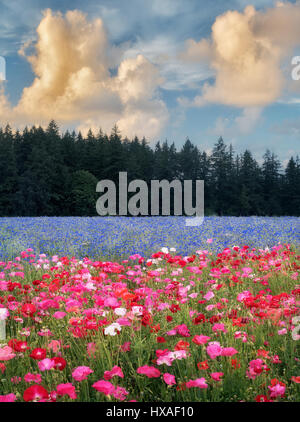 Field of poppies and bachelor buttons. Near Silverton, Oregon Stock Photo