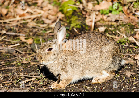 european wild rabbit Stock Photo