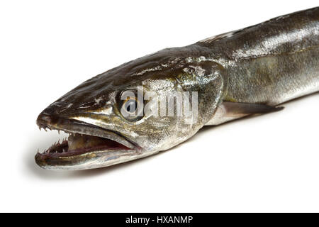 fresh Hake fish isolated on white background Stock Photo