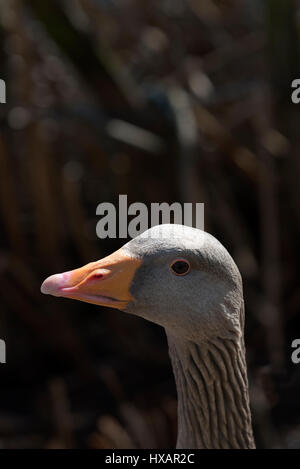 Greylag goose head and neck Stock Photo