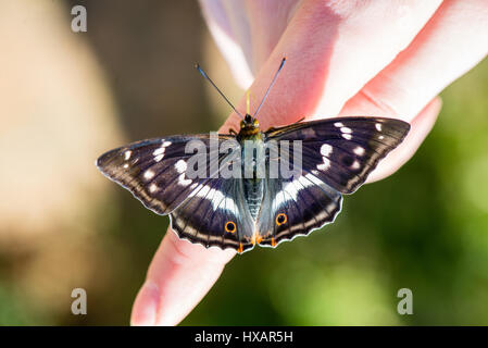 beautiful butterfly resting on the hand in summer Stock Photo