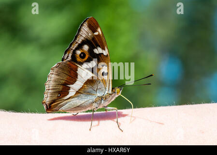 beautiful butterfly resting on the hand in summer Stock Photo